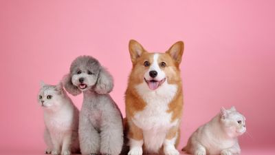 Common Household Pets Vocabulary in Japanese